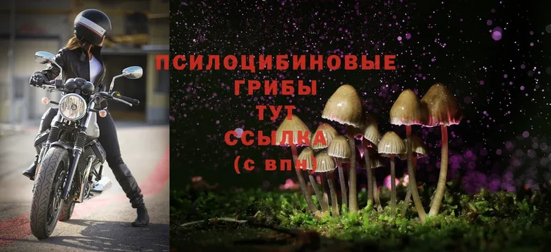 Галлюциногенные грибы Cubensis  ОМГ ОМГ сайт  Армавир 